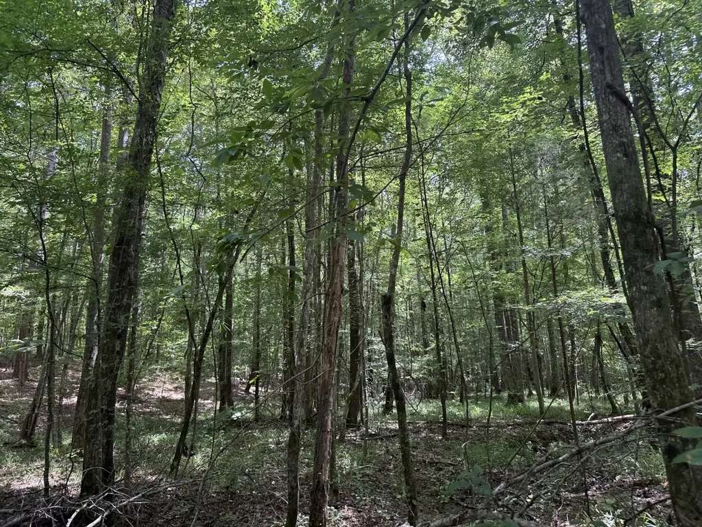 0 County Road 51 Greensboro AL 36744