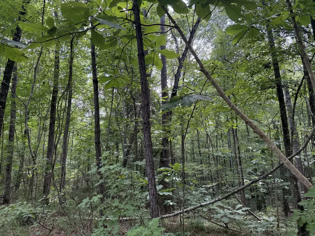 0 County Road 51 Greensboro AL 36744