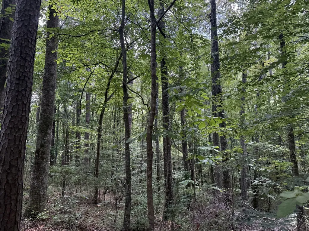 0 County Road 51 Greensboro AL 36744