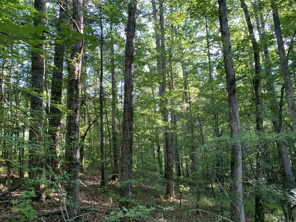 0 County Road 51 Greensboro AL 36744