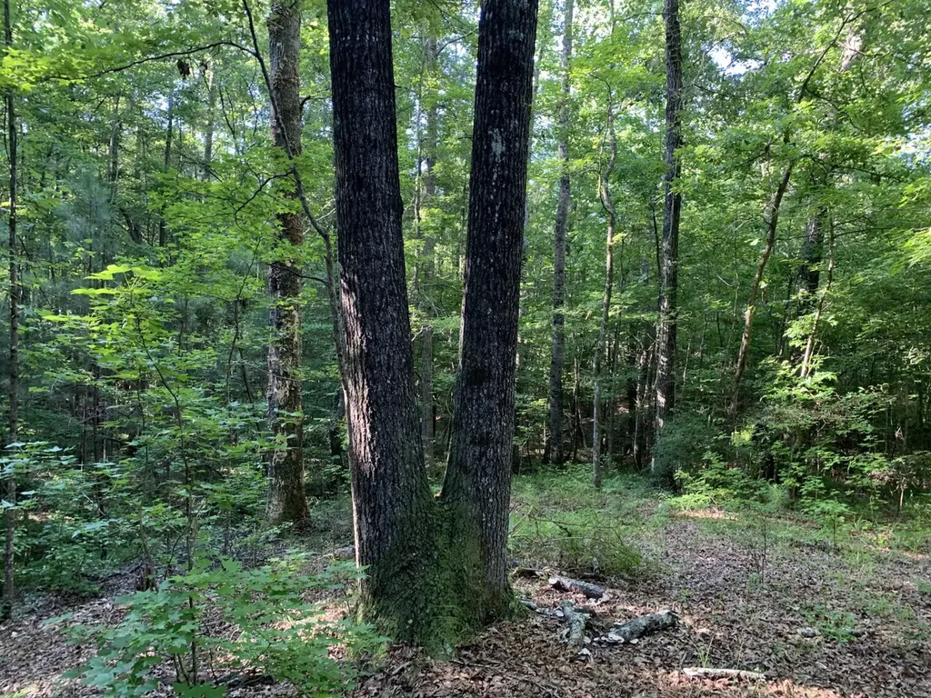 0 County Road 51 Greensboro AL 36744