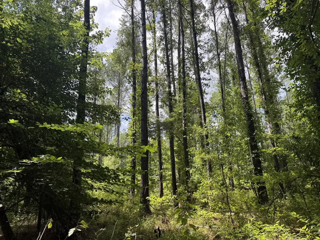 0 County Road 51 Greensboro AL 36744