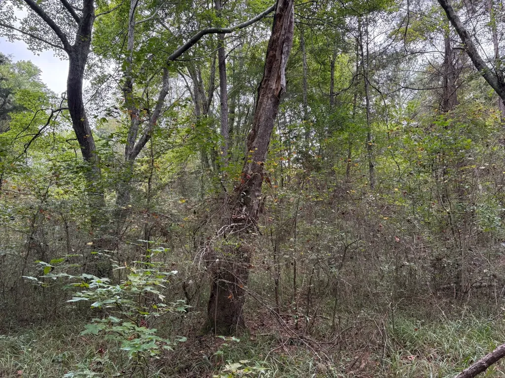 0 Cherokee Co Road 53 Cedar Bluff AL 35959