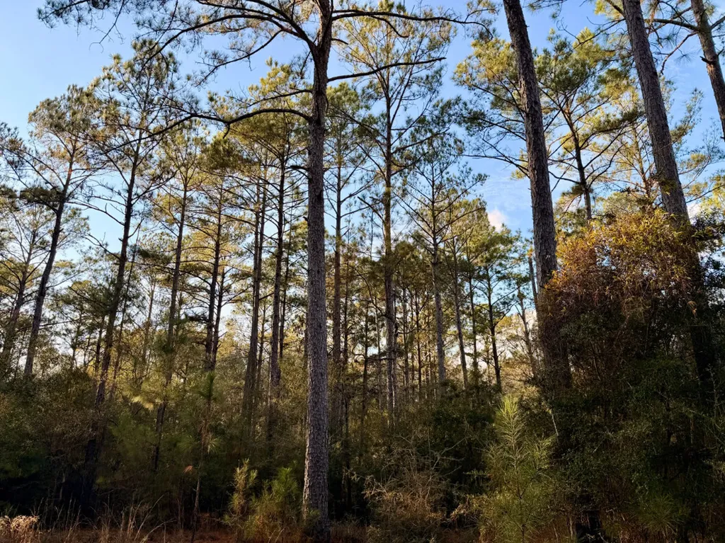 0 King Lane Bay Minette AL 36507