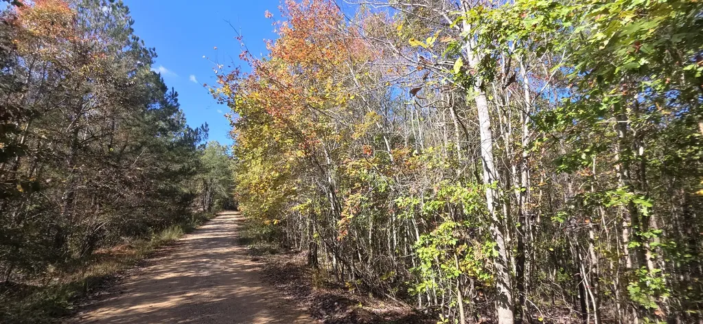 0 County Road 3022 Double Springs AL 35553