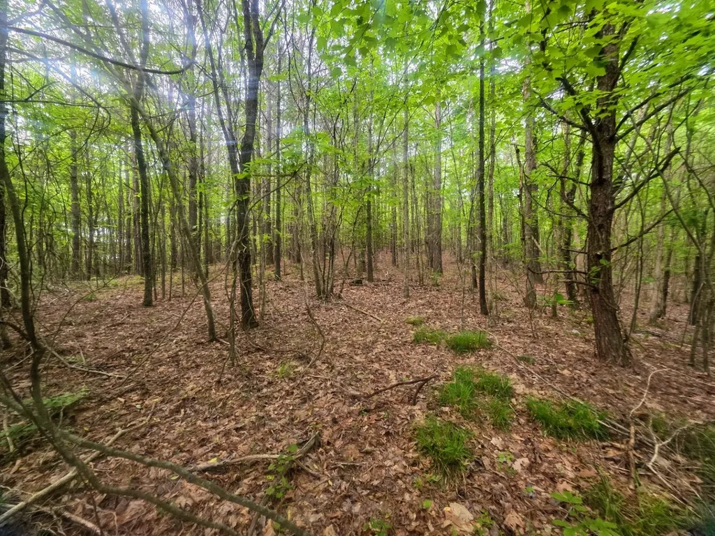 0 County Road 3022 Double Springs AL 35553