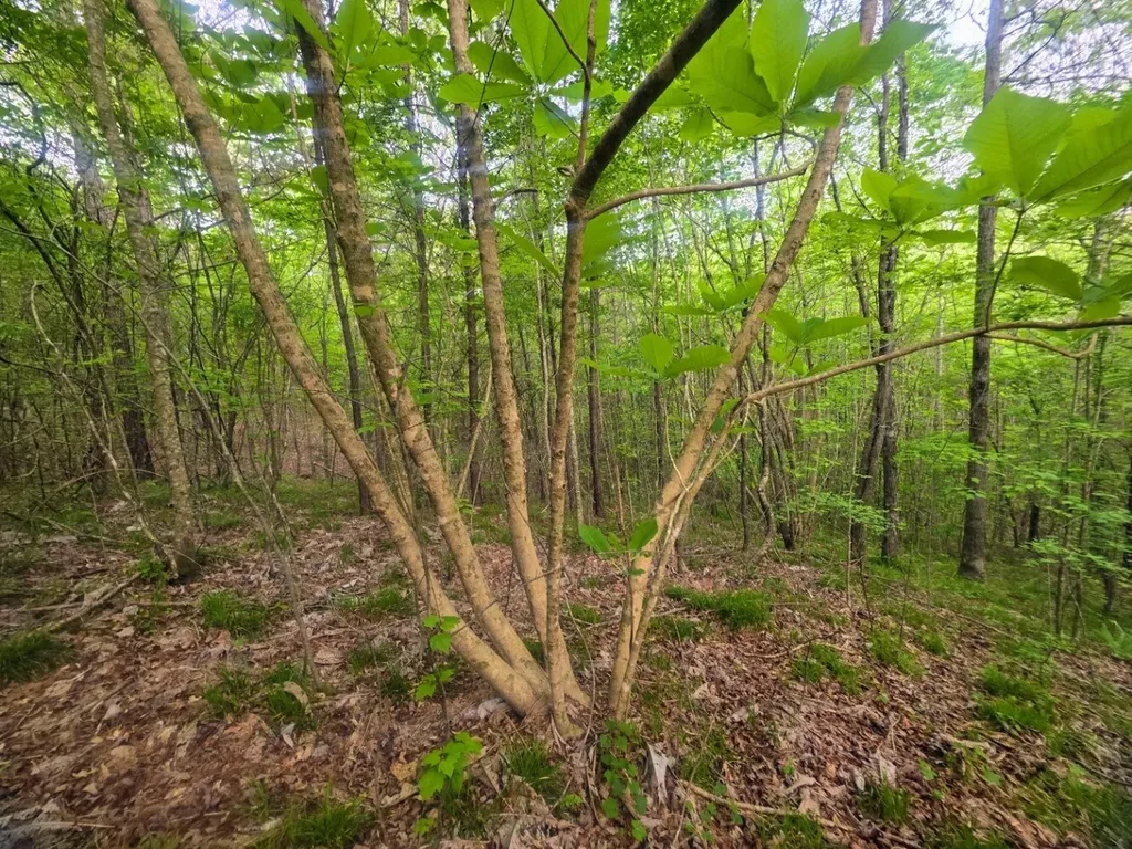 0 County Road 3022 Double Springs AL 35553