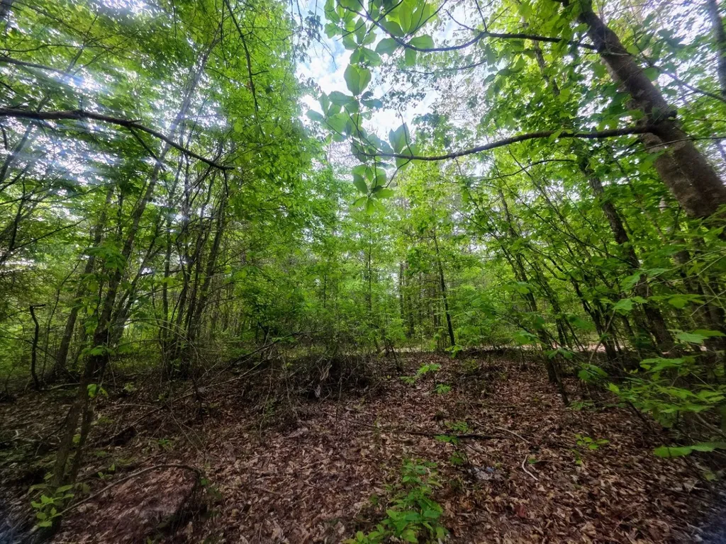 0 County Road 3022 Double Springs AL 35553