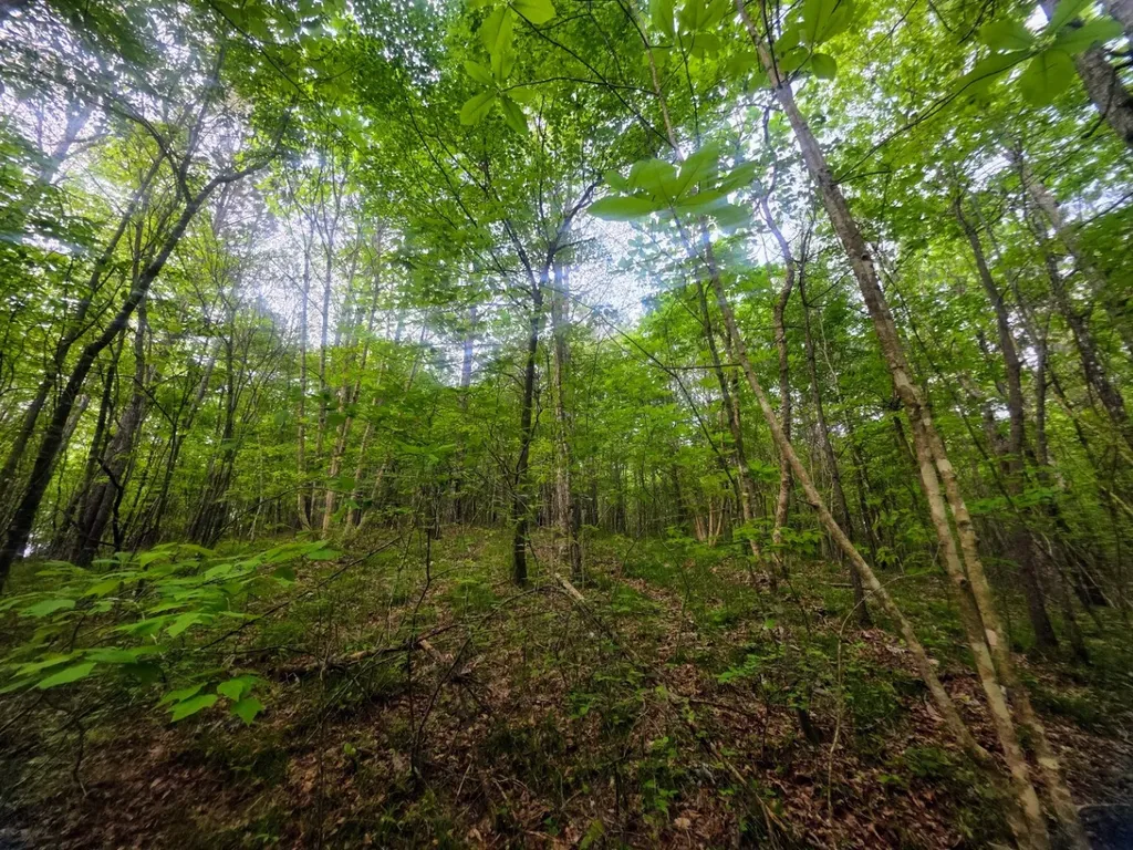 0 County Road 3022 Double Springs AL 35553