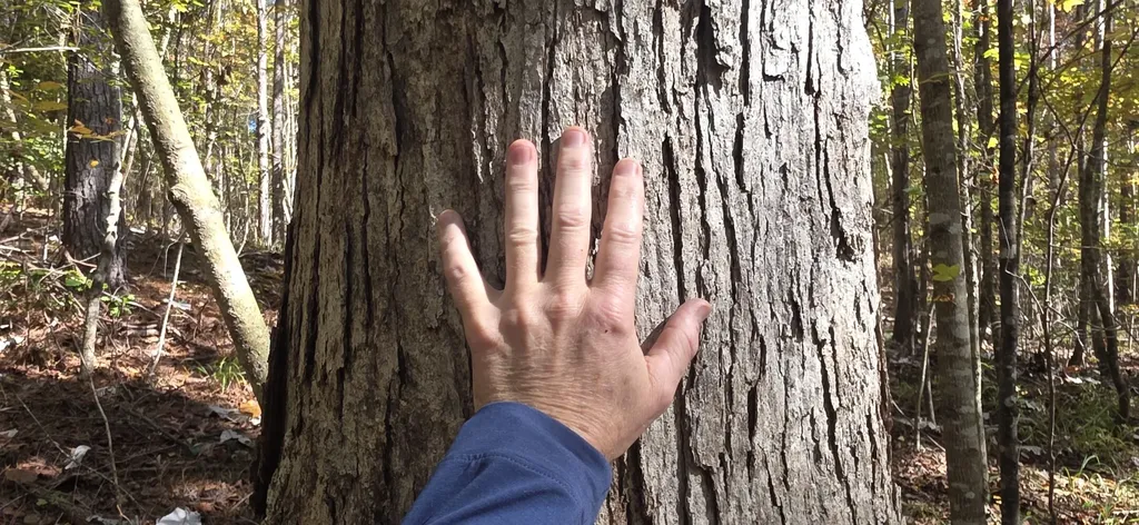 0 County Road 3022 Double Springs AL 35553