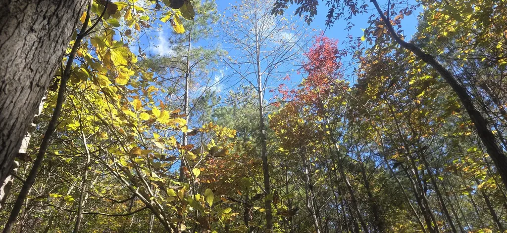 0 County Road 3022 Double Springs AL 35553