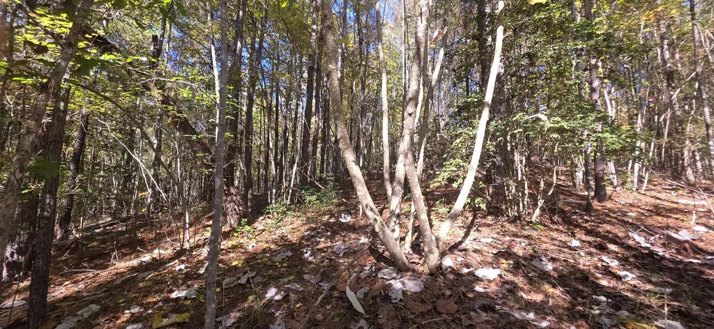 0 County Road 3022 Double Springs AL 35553