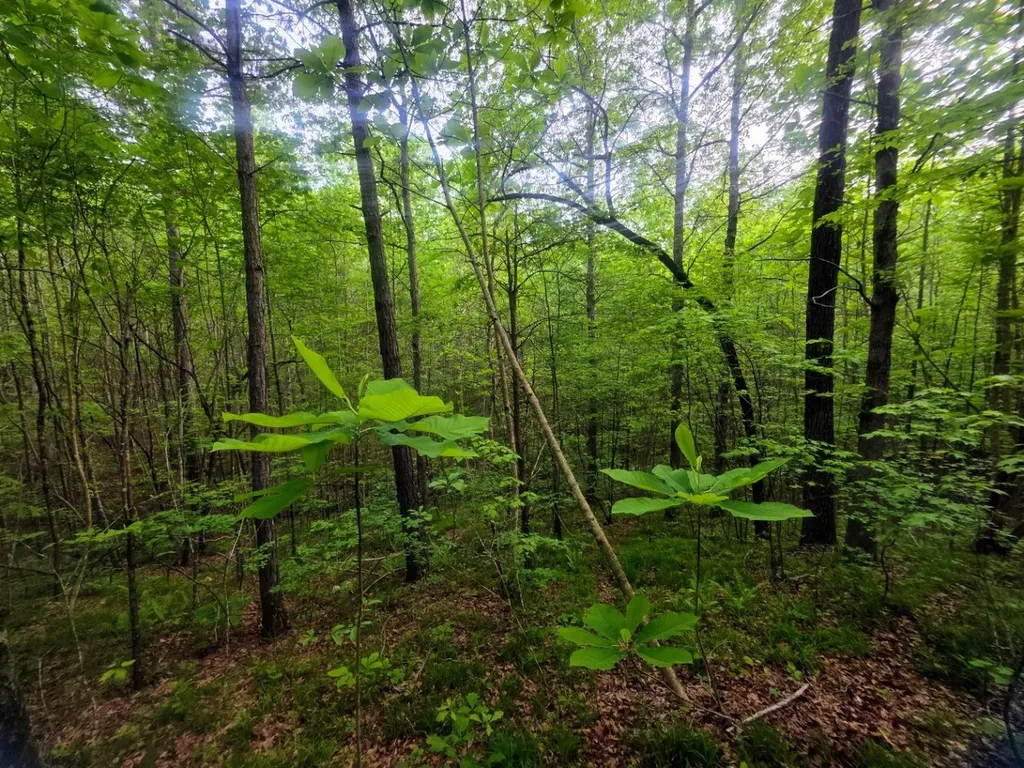 0 County Road 3022 Double Springs AL 35553