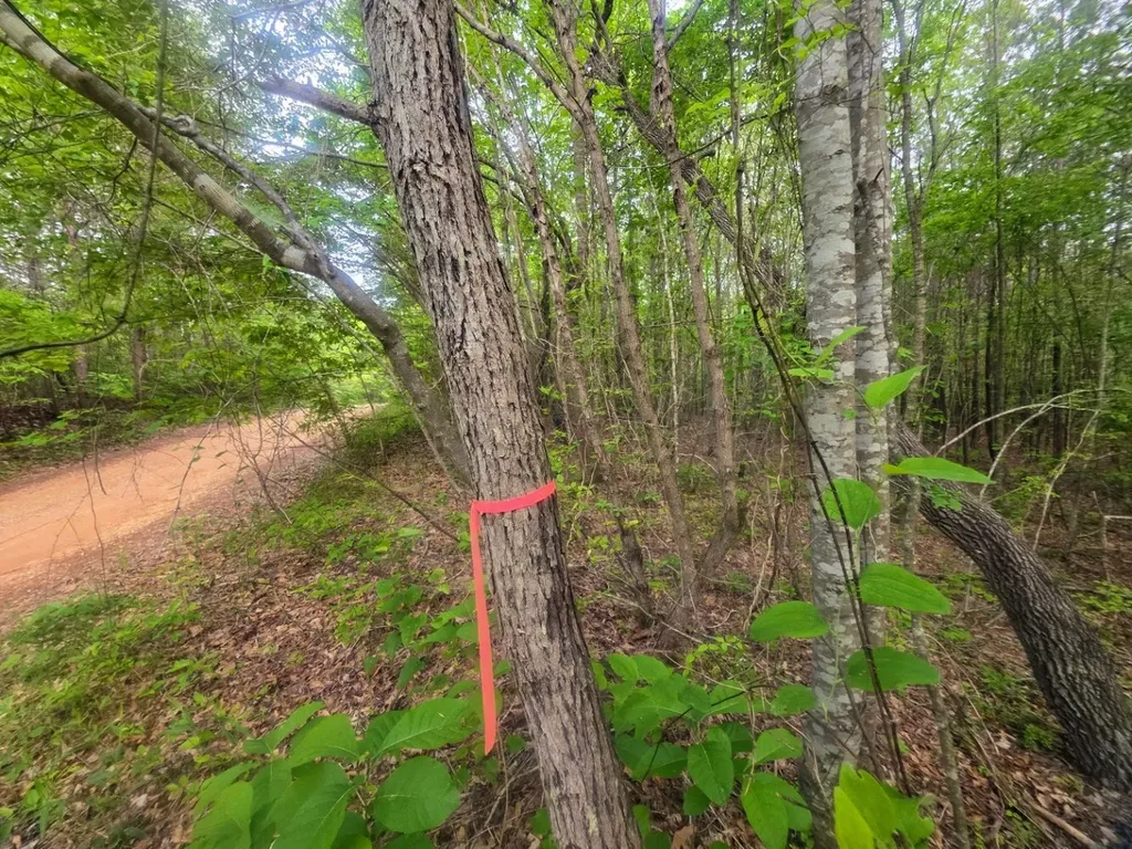 0 County Road 3022 Double Springs AL 35553