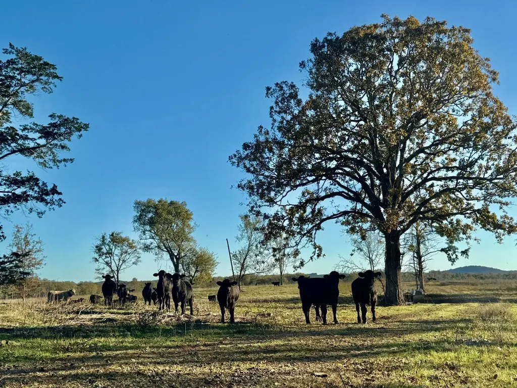 1 Co Highway 78 Russellville AL 35654