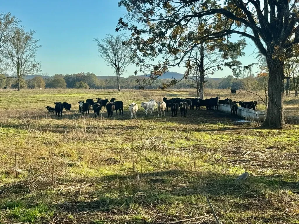 1 Co Highway 78 Russellville AL 35654