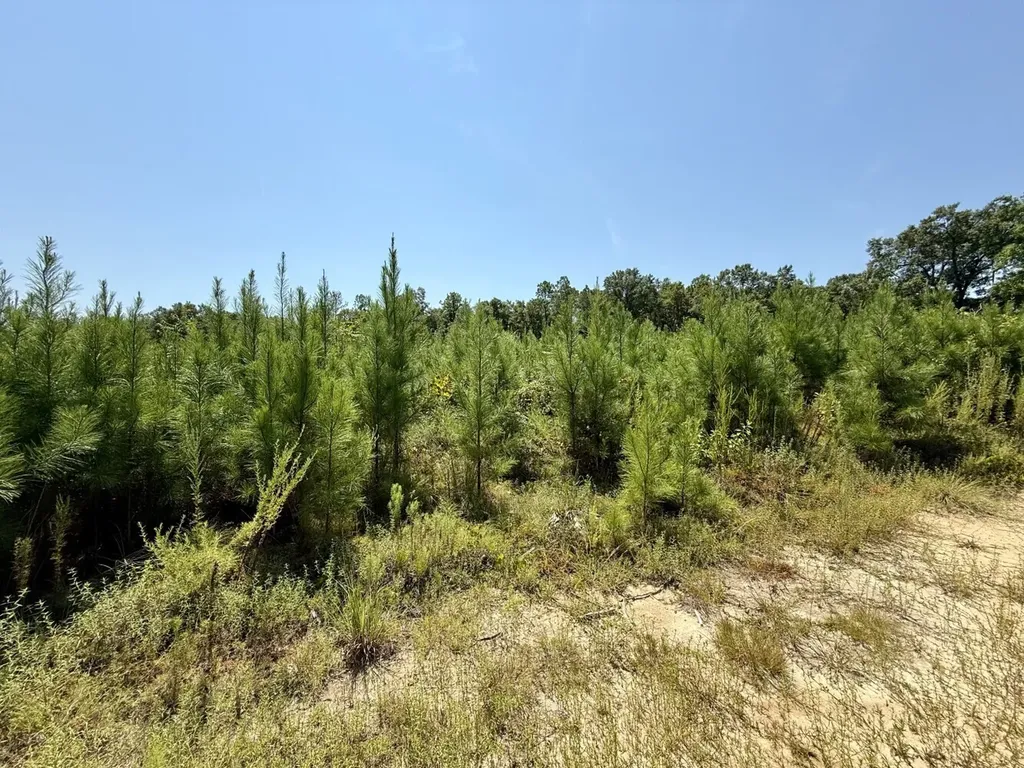 0 Louella Road Tract Mcintosh AL 36553