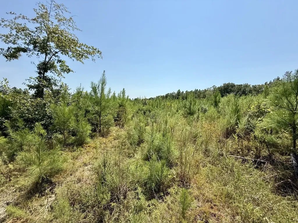 0 Louella Road Tract Mcintosh AL 36553
