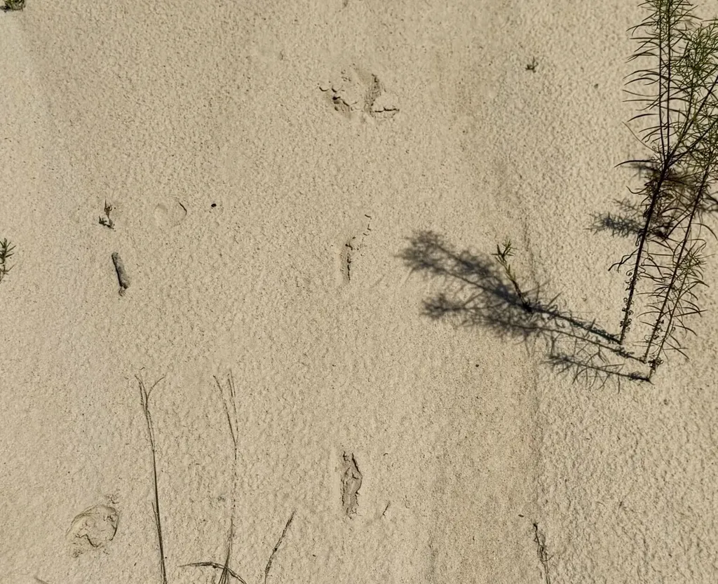 0 Louella Road Tract Mcintosh AL 36553