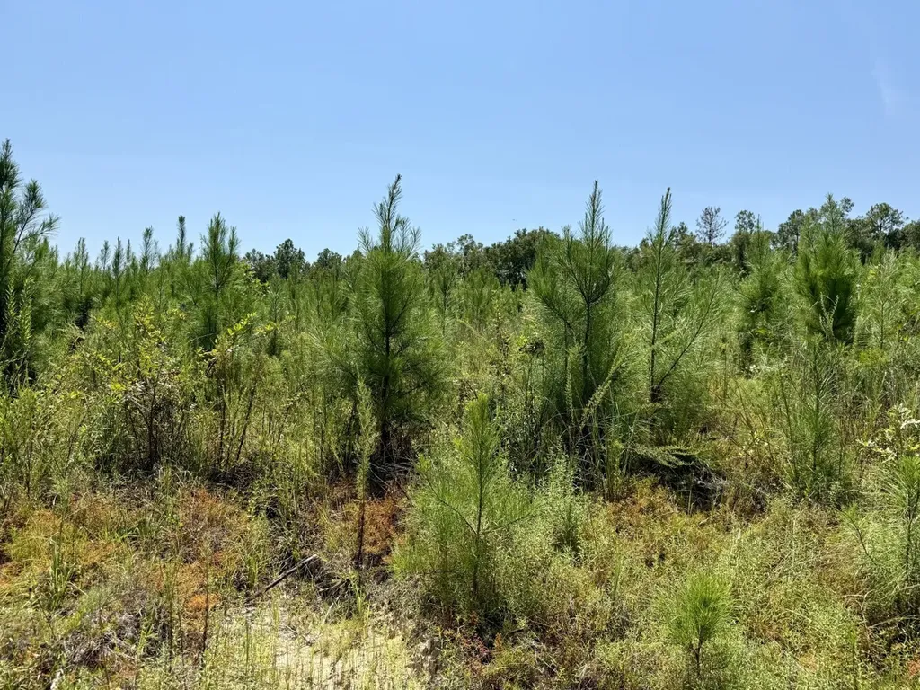 0 Louella Road Tract Mcintosh AL 36553