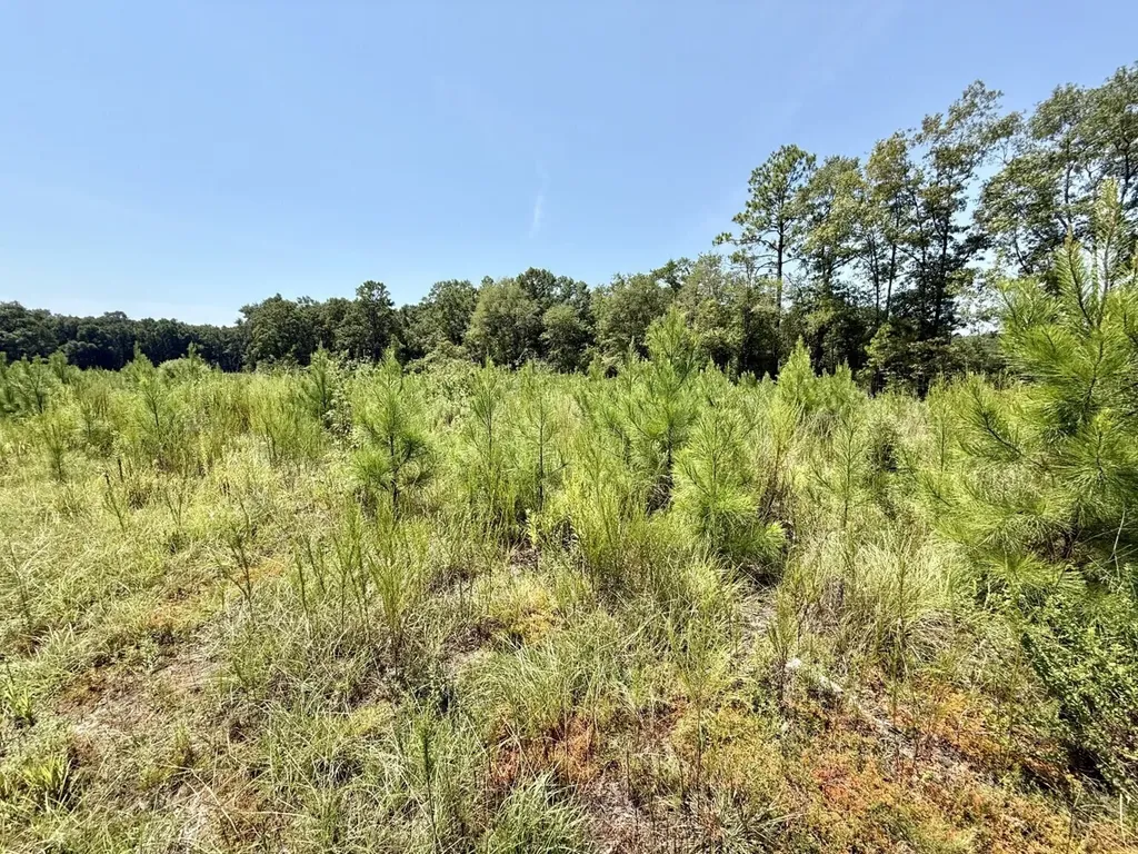 0 Louella Road Tract Mcintosh AL 36553