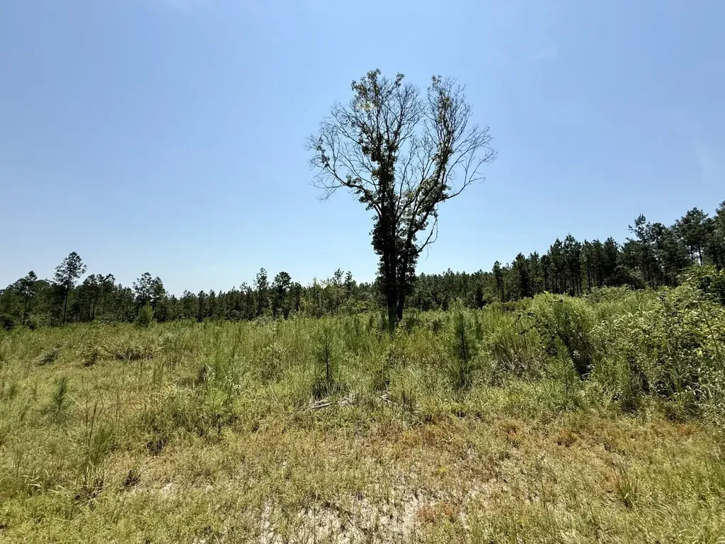0 Louella Road Tract Mcintosh AL 36553