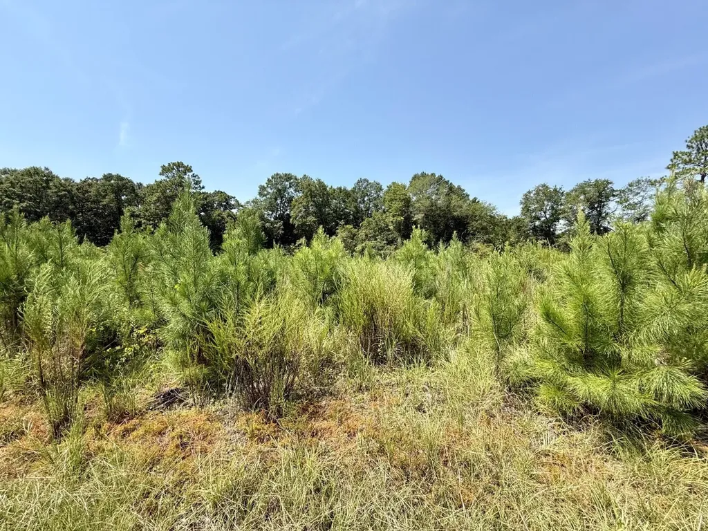0 Louella Road Tract Mcintosh AL 36553
