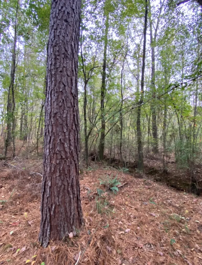 0 Highway 49 Chelsea AL 35043