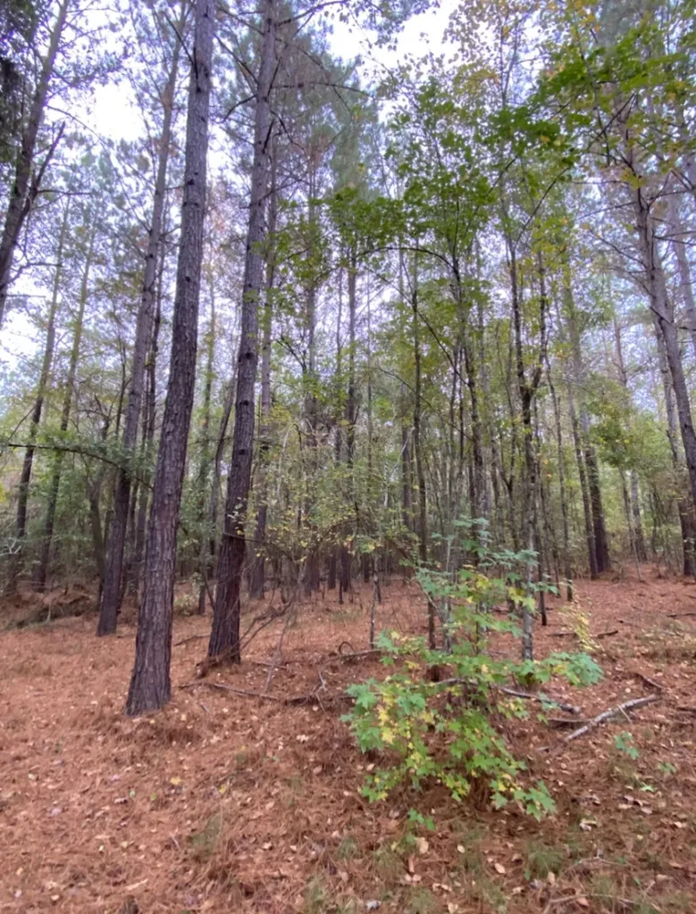 0 Highway 49 Chelsea AL 35043