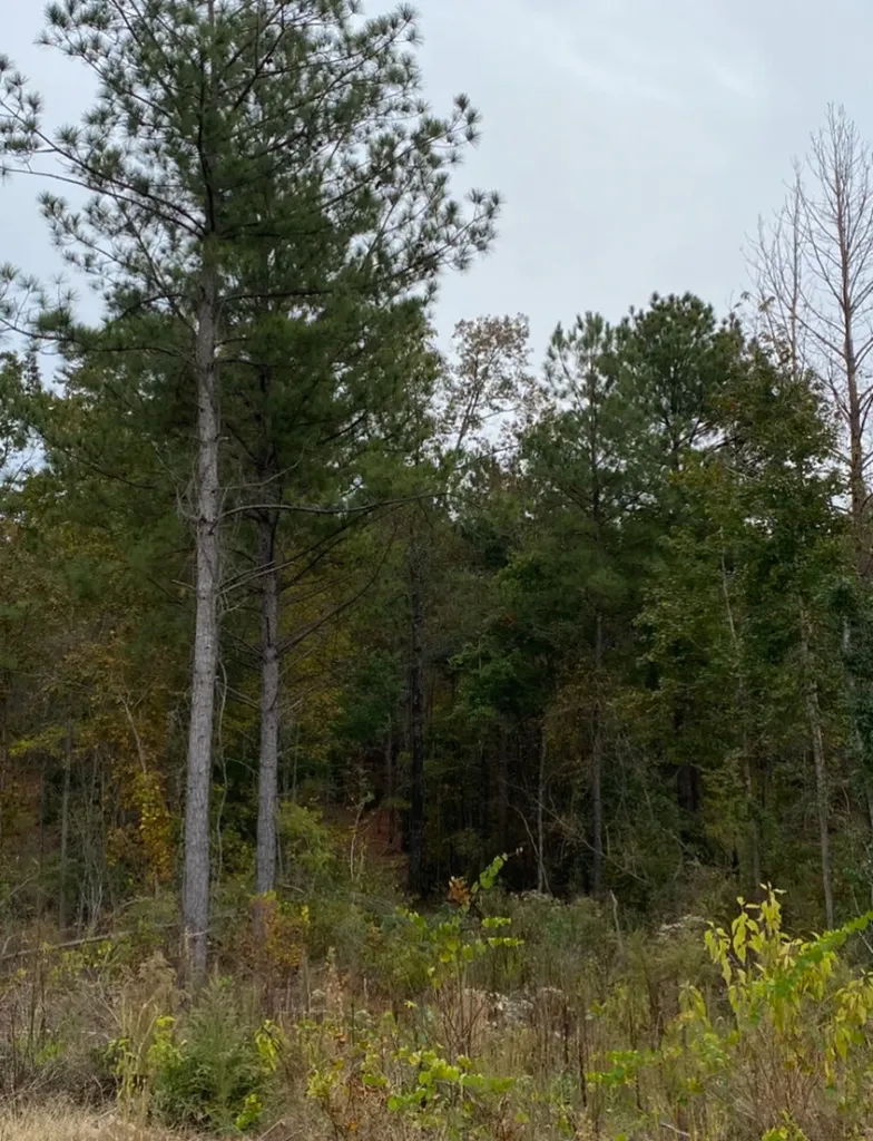 0 Highway 49 Chelsea AL 35043