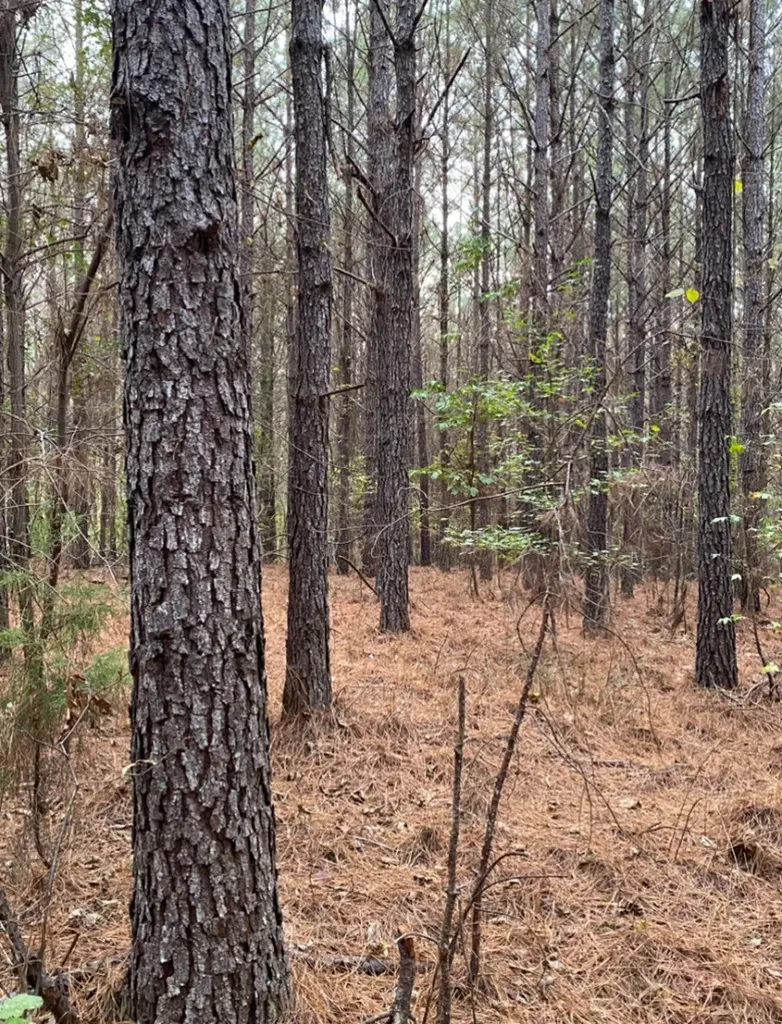 0 Highway 49 Chelsea AL 35043