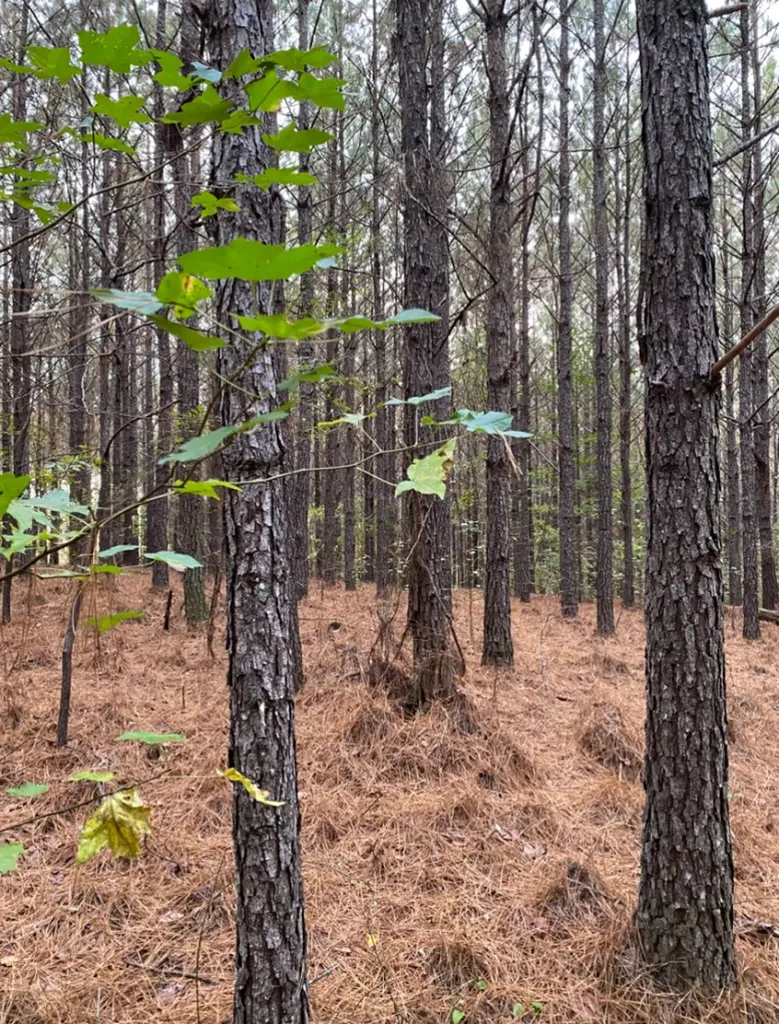 0 Highway 49 Chelsea AL 35043