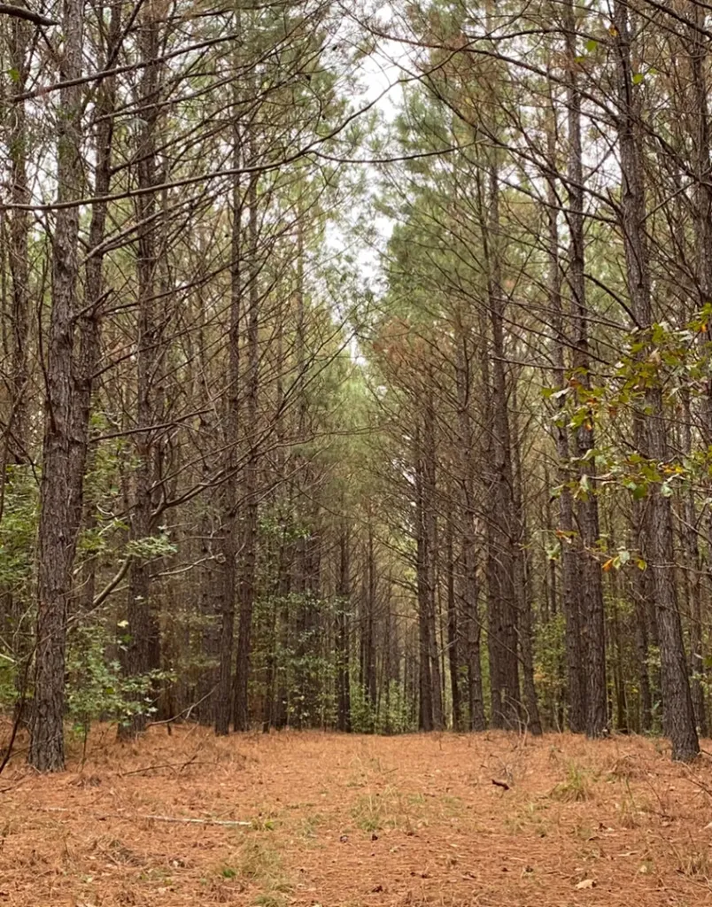 0 Highway 49 Chelsea AL 35043