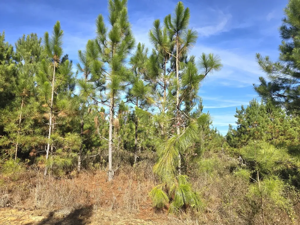 1228 River Road Ariton AL 36311