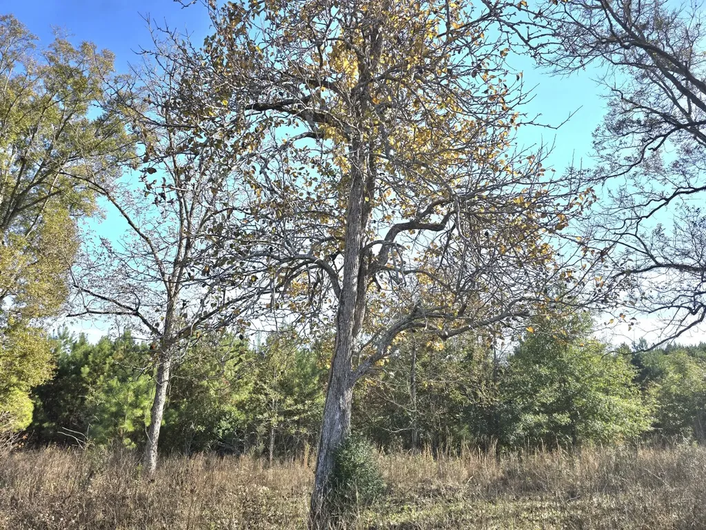 1228 River Road Ariton AL 36311