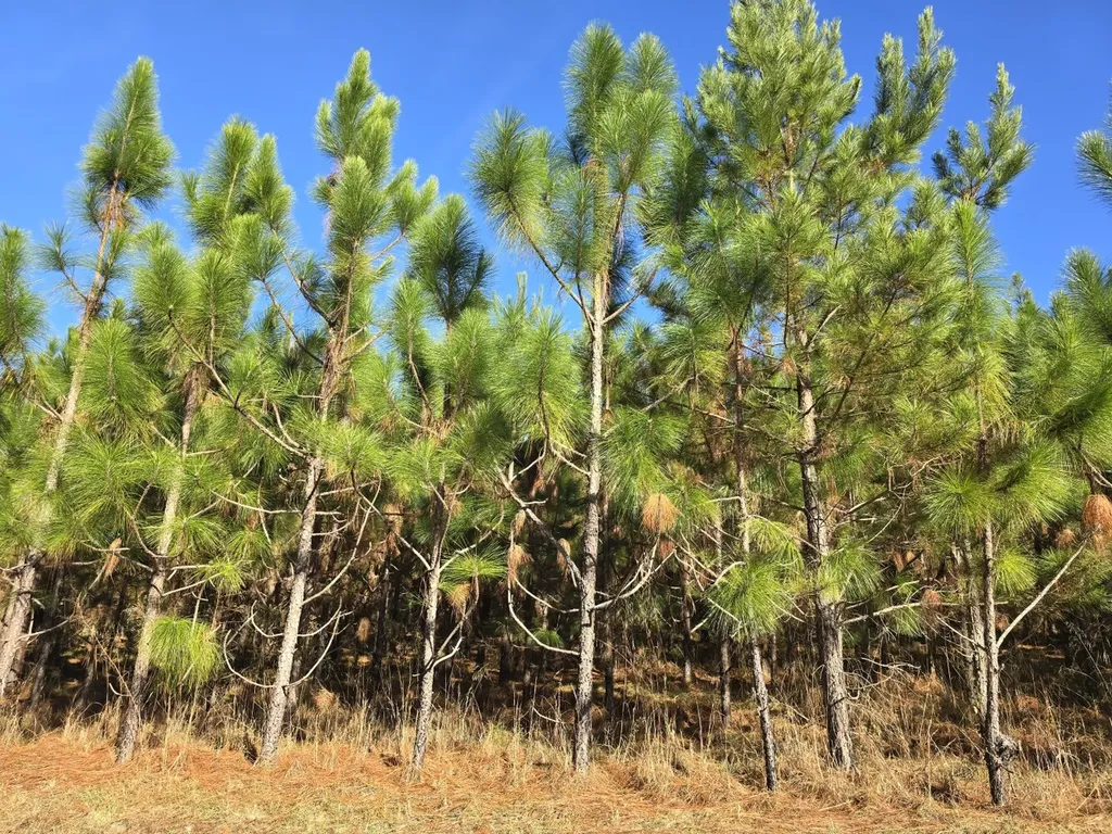 1228 River Road Ariton AL 36311