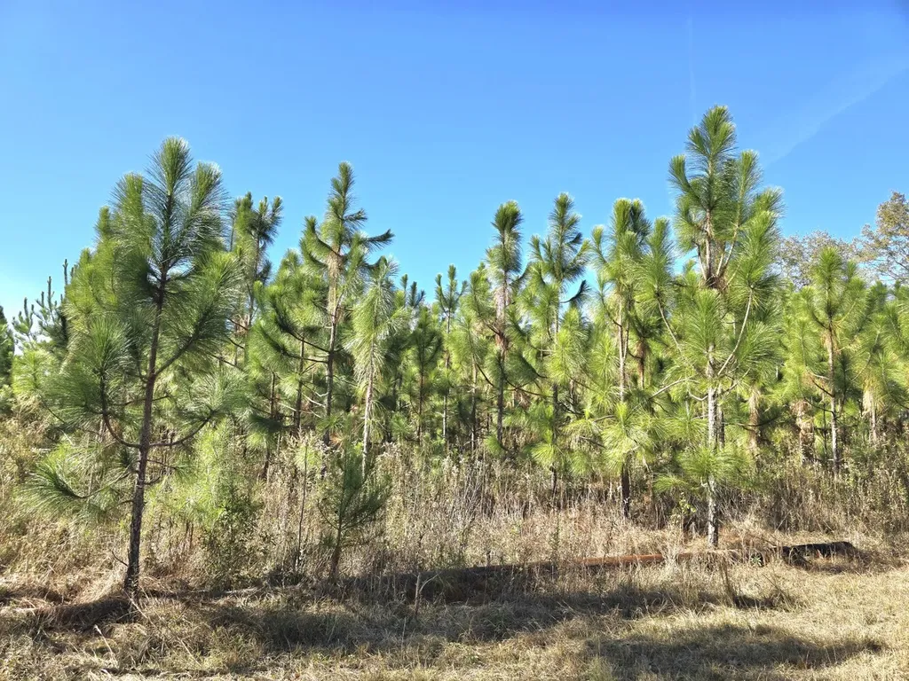 1228 River Road Ariton AL 36311