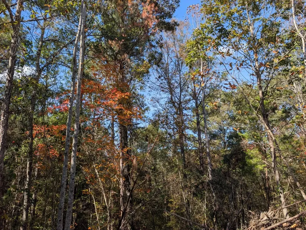 0 County Road 51 Greensboro AL 36033