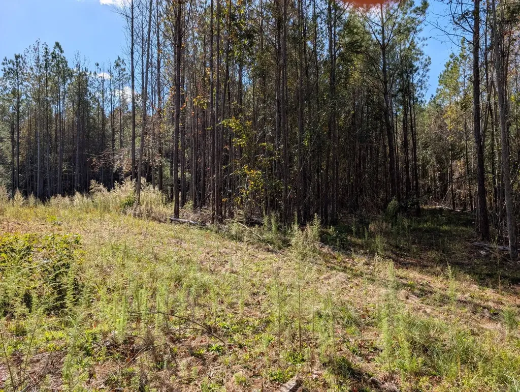 0 County Road 51 Greensboro AL 36033