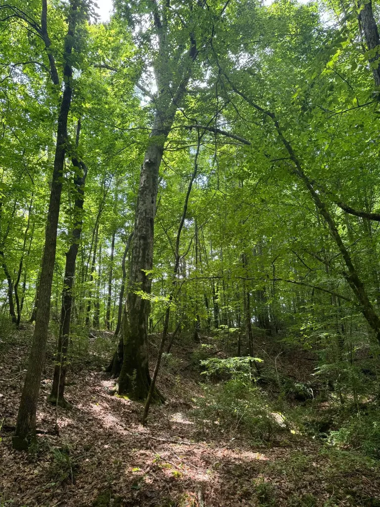 0 Cedar Lane Alexander City AL 35010