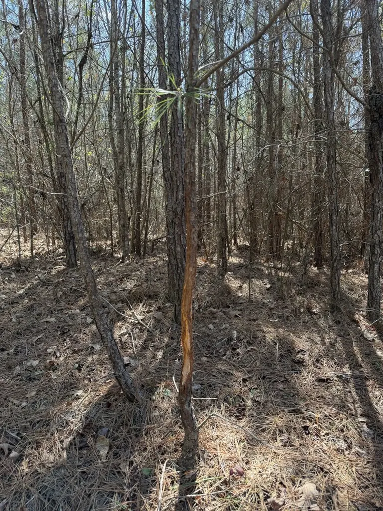 0 Highway 129 Hubbertville AL 35594