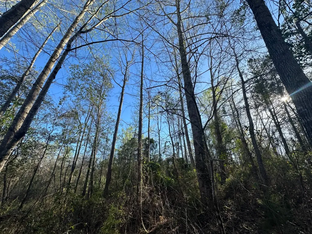 000 County Road 15 Maplesville AL 36750