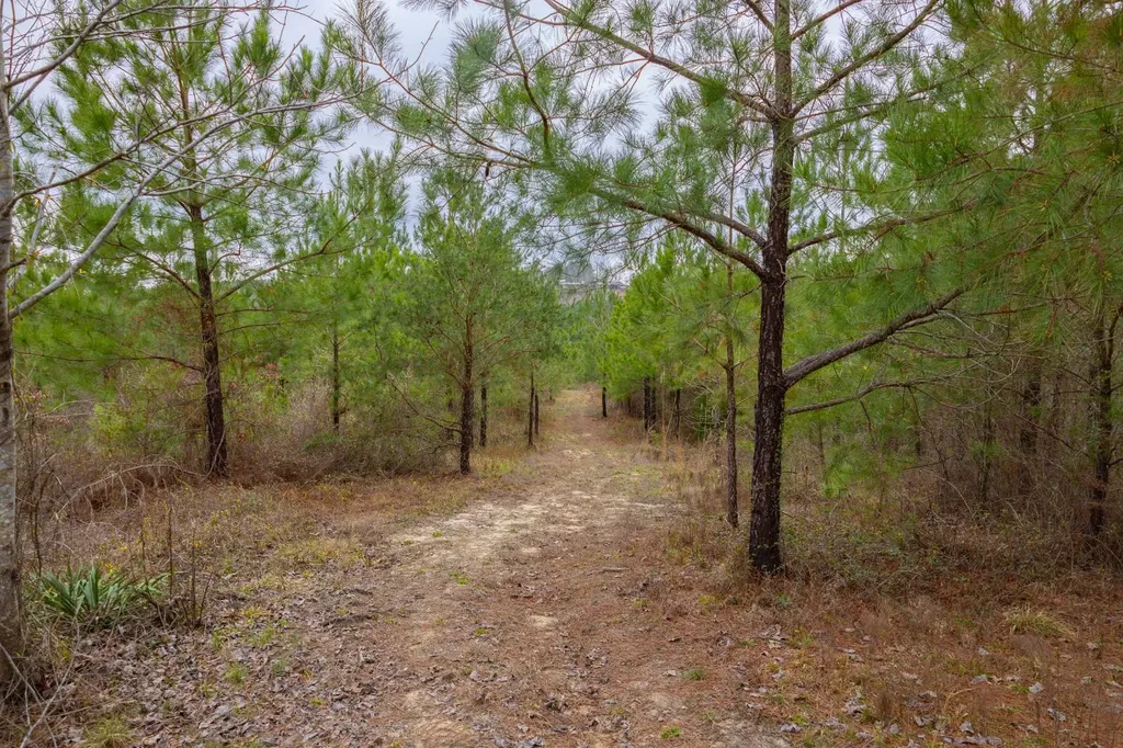 0 County Road 3217 Haleyville AL 35565