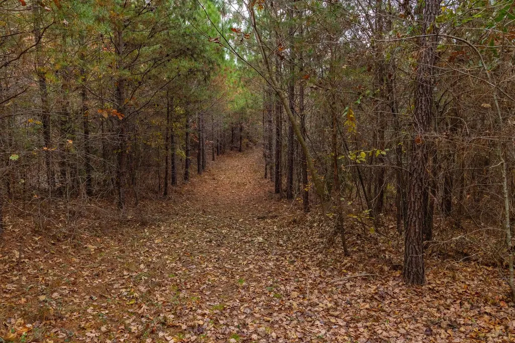 0 County Road 3217 Haleyville AL 35565