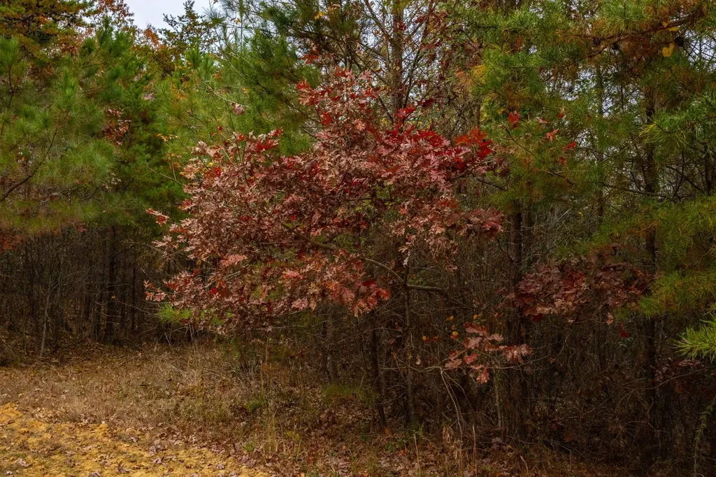 0 County Road 3217 Haleyville AL 35565