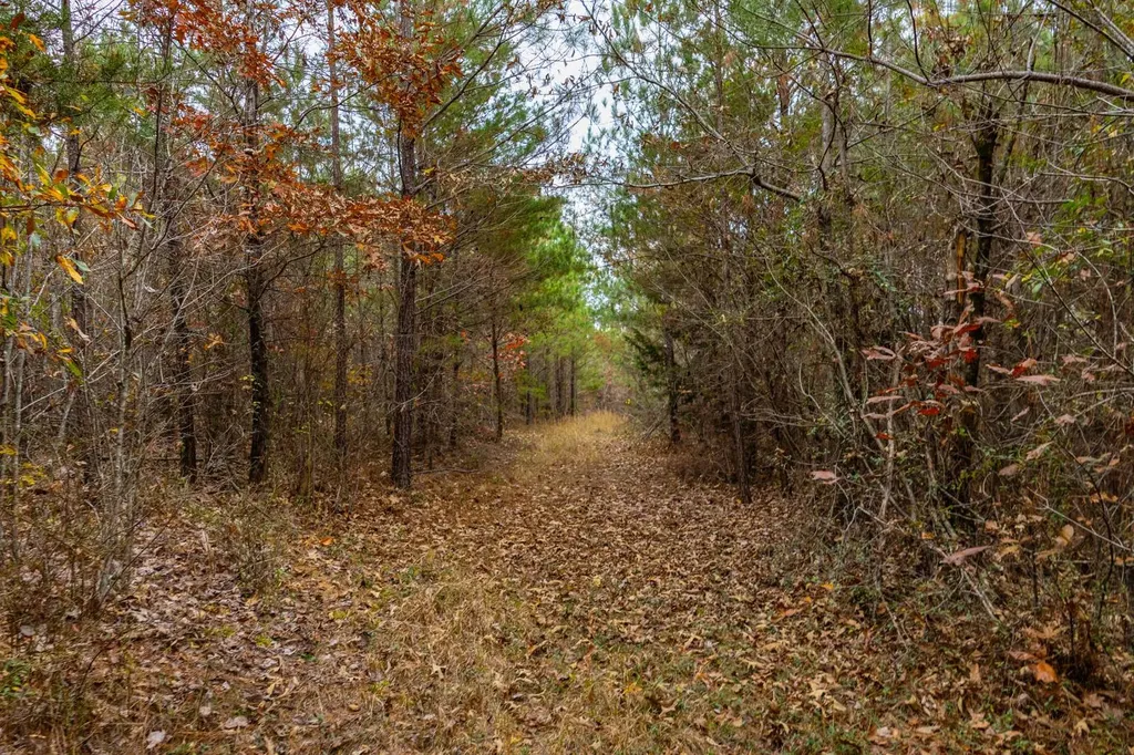 0 County Road 3217 Haleyville AL 35565