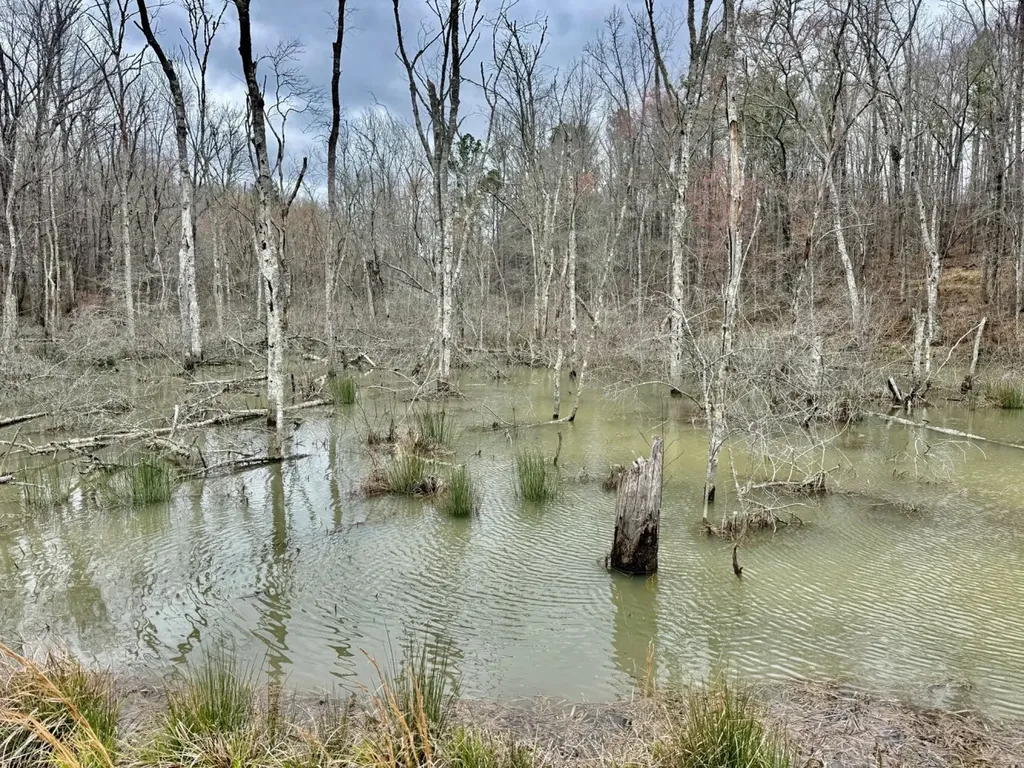 0 County Road 25 Double Springs AL 35553
