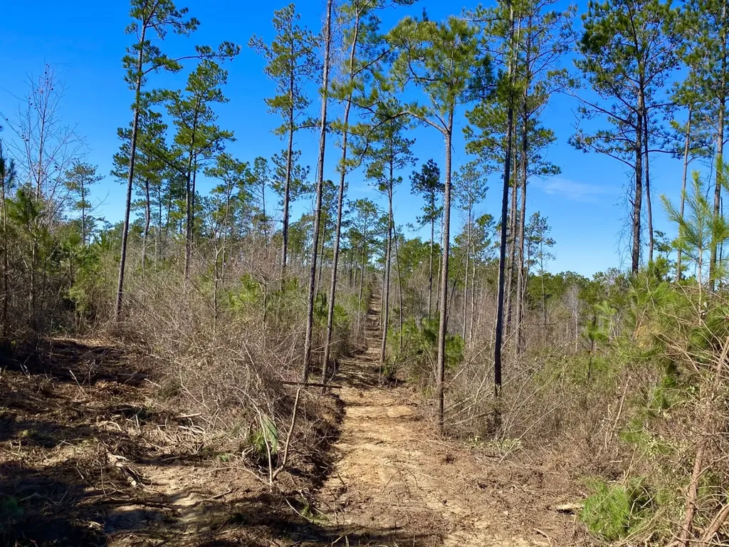 0 Adams Road - 1 & 2 Bankston AL 35542