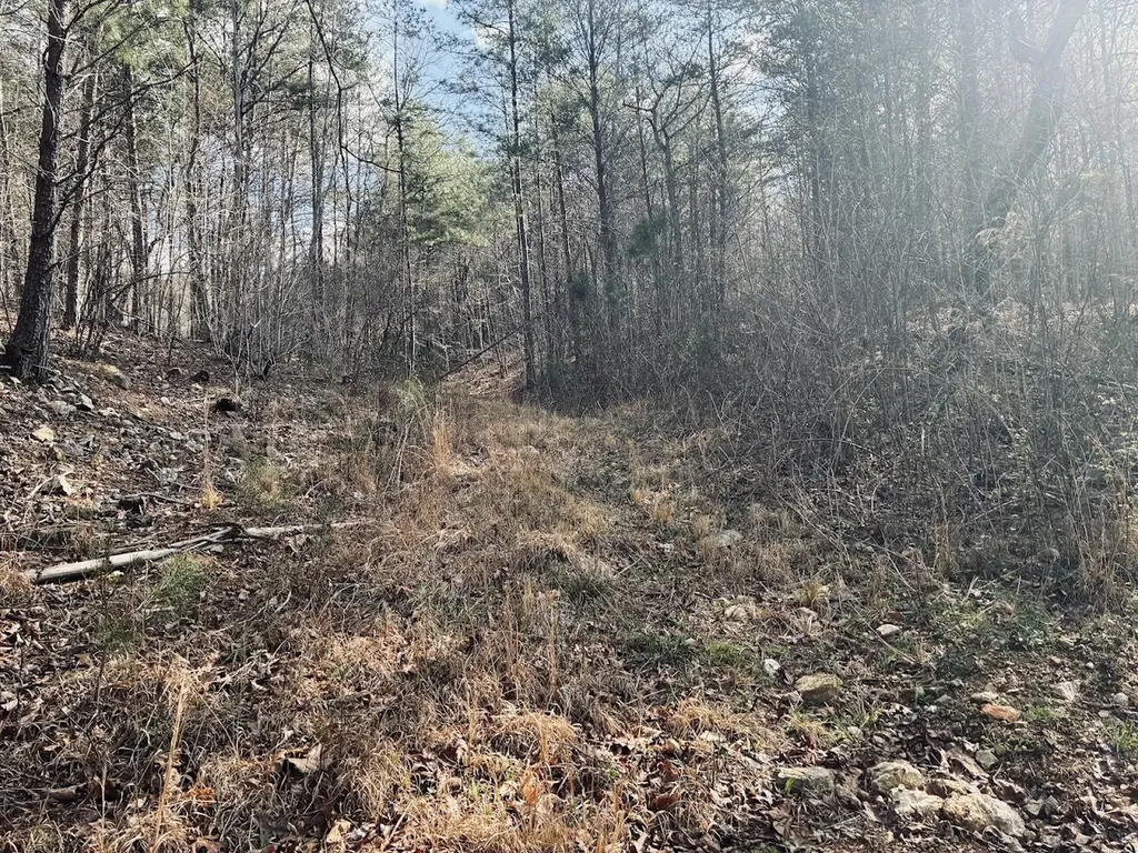 0 County Road 709 Valley Head AL 35989