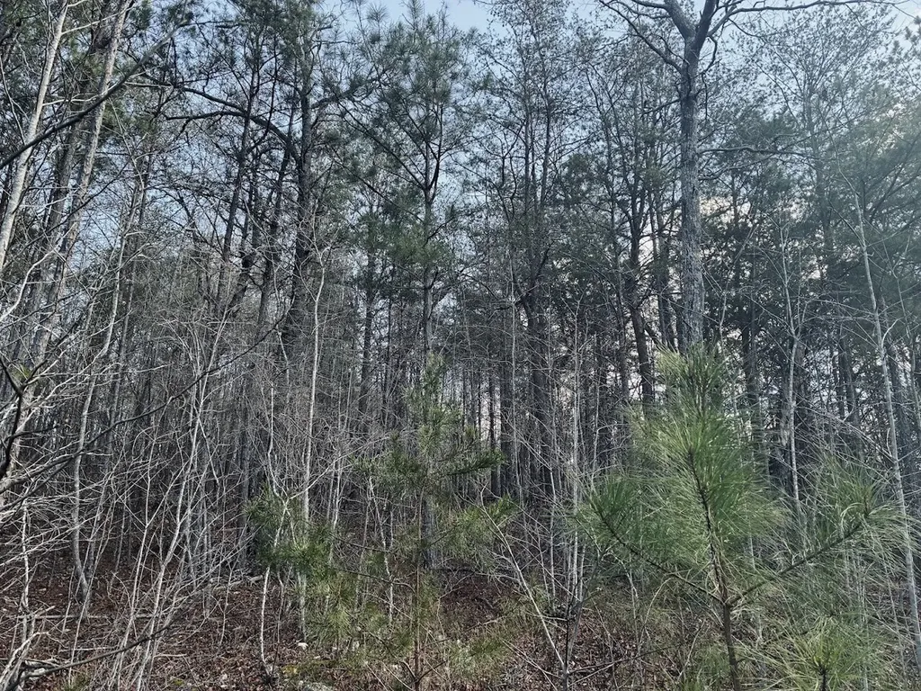 0 County Road 709 Valley Head AL 35989